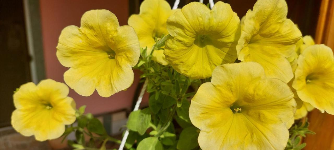 Pensiunea Happy Flowers Greci Eksteriør bilde